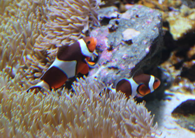 カクレクマノミ