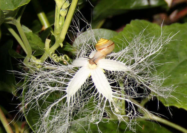 夜の植物園で