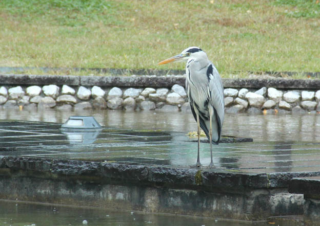 学園の魚を狙う