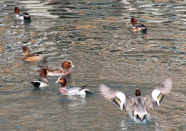 街中の水鳥