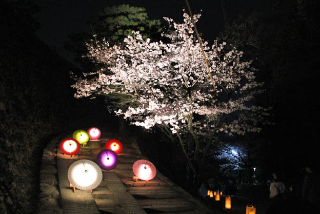 2011春「高知城　花回廊」の夜桜