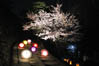 2011春「高知城　花回廊」の夜桜