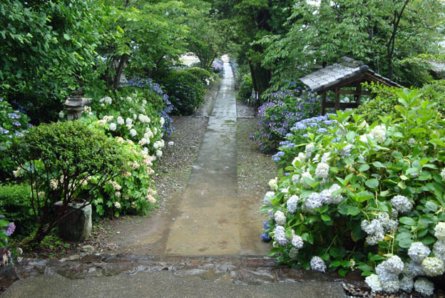紫陽花の参道