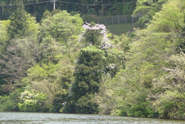 杉の木に藤の花のベール