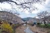 大坂谷川の桜並木