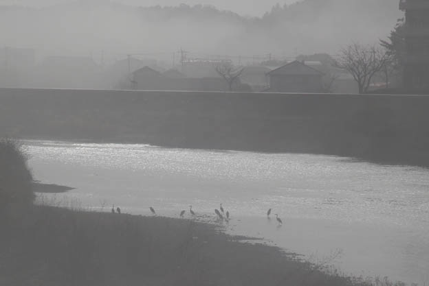 朝霧の中で