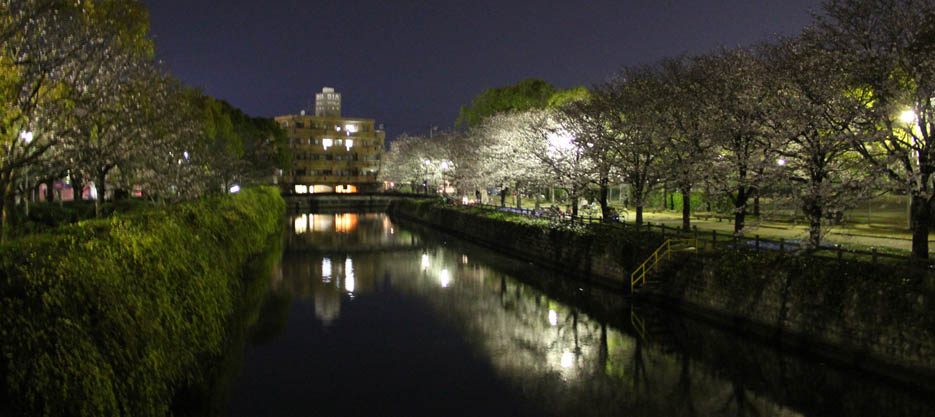 川辺の夜桜