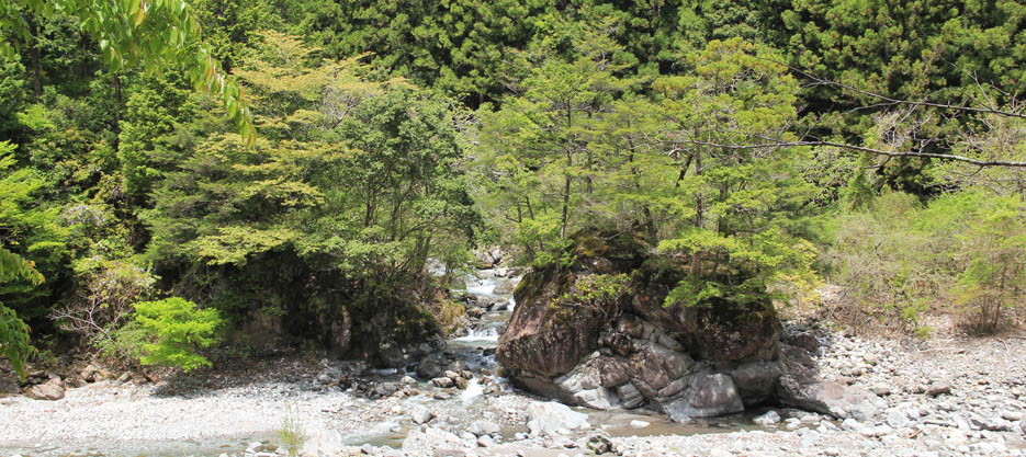 沢と岩付の樹