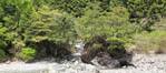 沢と岩付の樹