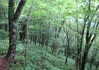 天狗高原自然休養林