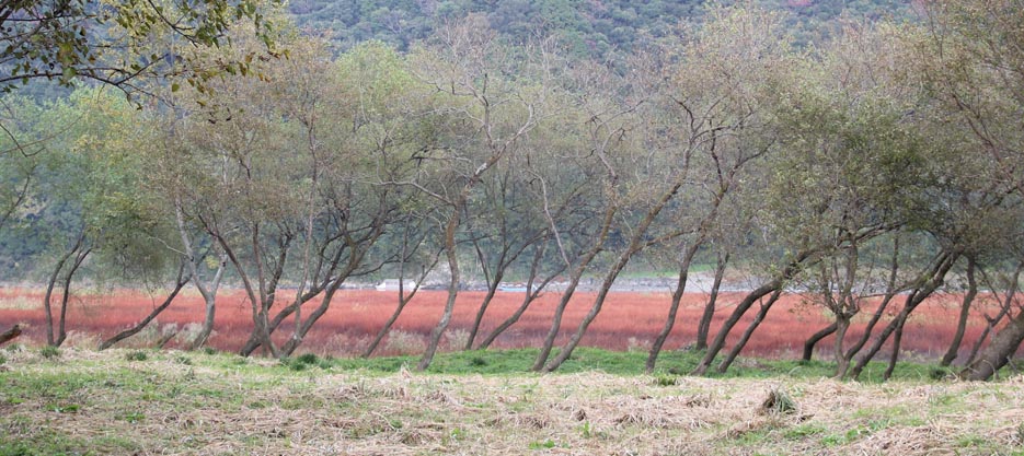 四万十川の草紅葉