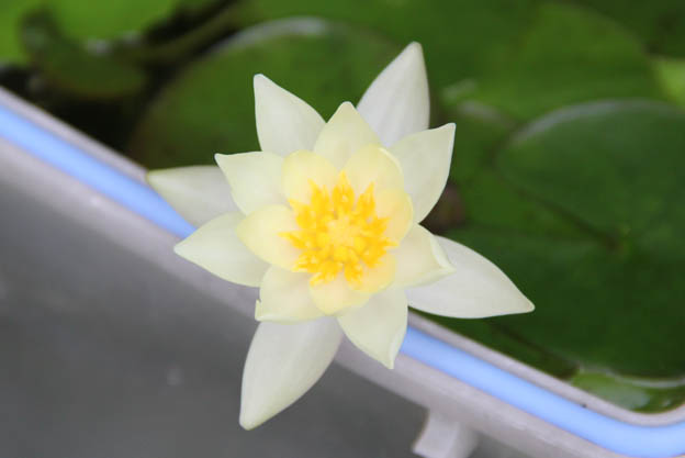 睡蓮