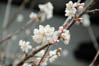 サクランボ（暖地桜桃）