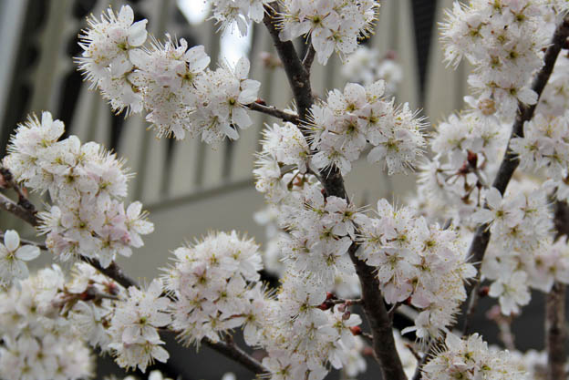 サクランボ(暖地桜桃)