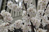 サクランボ(暖地桜桃)