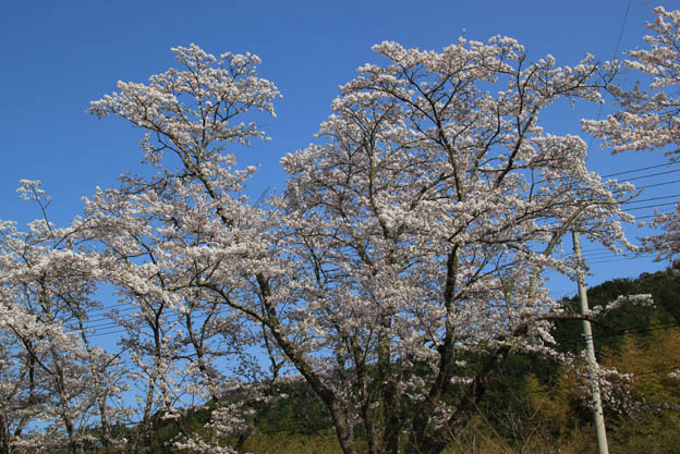 桜の木（ソメイヨシノ）