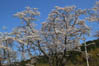桜の木（ソメイヨシノ）