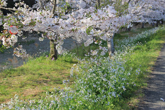 桜とハマダイコン
