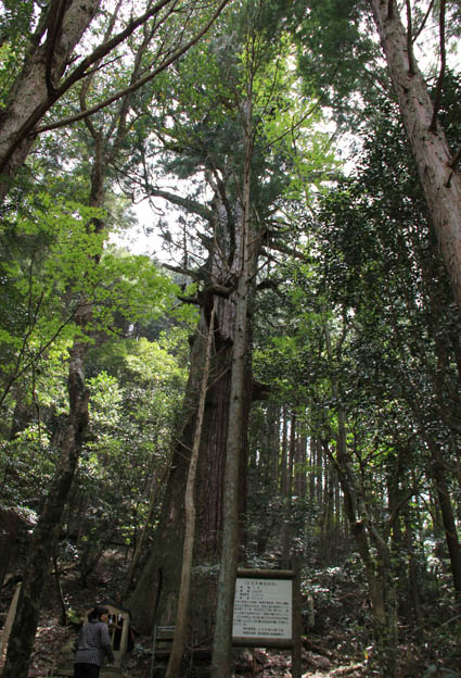 公士方神社の杉