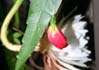 thumbnail of Item 24 Title