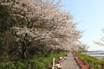 西佐古の桜並木