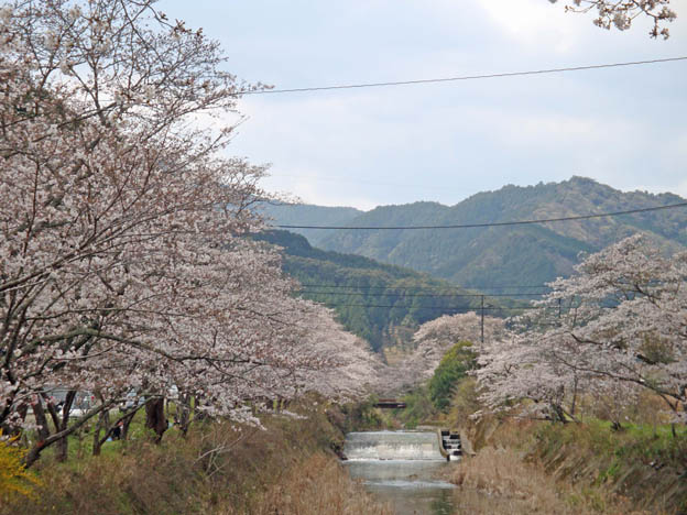 大坂谷川の桜並木