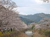 大坂谷川の桜並木