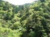新緑の深山