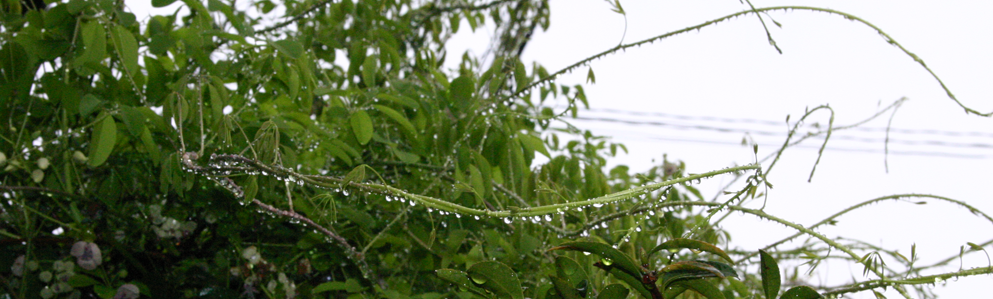 雨雫