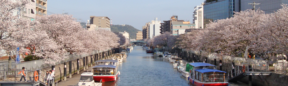 堀川の桜