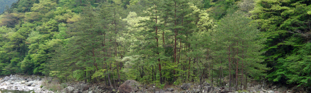 樹木と陰