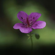 bio